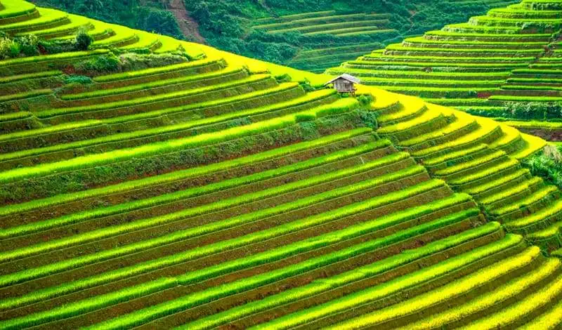 Rice Terraces Pilar